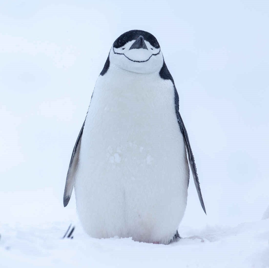 Pinguin (2) Pinguin (2)